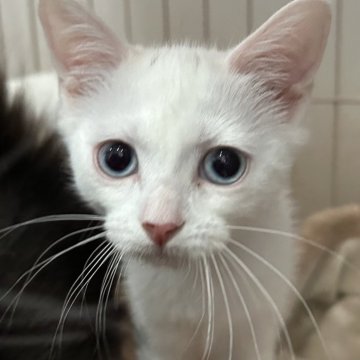 マンチカン(長足)【宮崎県・女の子・2023年12月22日・ホワイト（短毛）】の写真「水色の目をした白猫ちゃん❤︎」